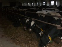 Животноводство